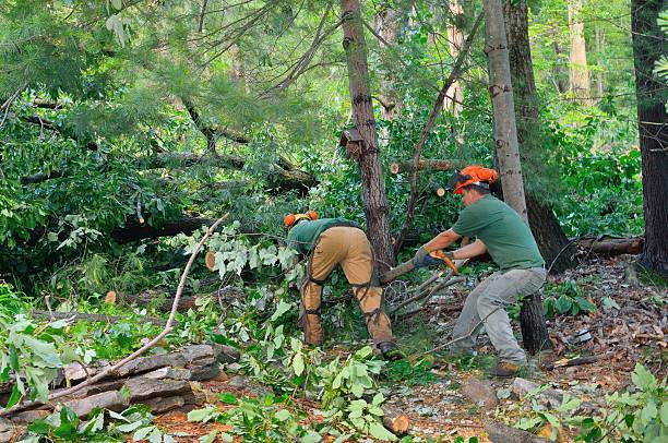 The Steps Involved in Our Tree Care Process in Little Cypress, TX